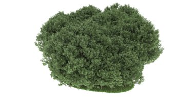 Realistic forest isolated on white background. 3d rendering - illustration