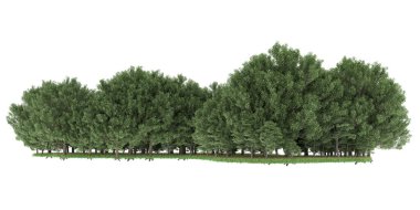 Realistic forest isolated on white background. 3d rendering - illustration