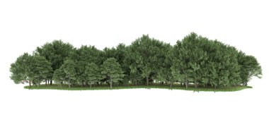 Realistic forest isolated on white background. 3d rendering - illustration