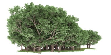 Realistic forest isolated on white background. 3d rendering - illustration