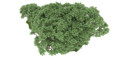 Realistic forest isolated on white background. 3d rendering - illustration