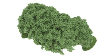 Realistic forest isolated on white background. 3d rendering - illustration