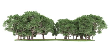 Realistic forest isolated on white background. 3d rendering - illustration