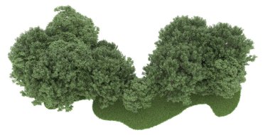 Realistic forest isolated on white background. 3d rendering - illustration