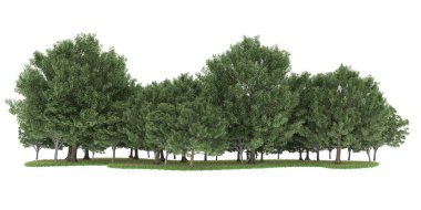 Realistic forest isolated on white background. 3d rendering - illustration