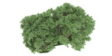 Realistic forest isolated on white background. 3d rendering - illustration