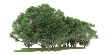 Realistic forest isolated on white background. 3d rendering - illustration