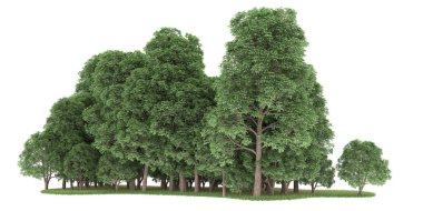 Realistic forest isolated on white background. 3d rendering - illustration
