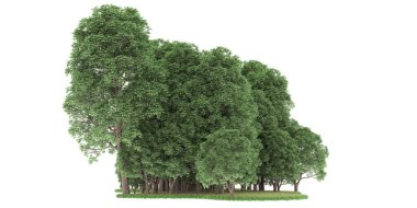 Realistic forest isolated on white background. 3d rendering - illustration