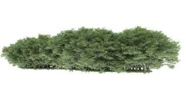 Realistic forest isolated on white background. 3d rendering - illustration