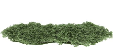 Realistic forest isolated on white background. 3d rendering - illustration