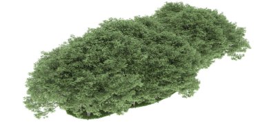 Realistic forest isolated on white background. 3d rendering - illustration