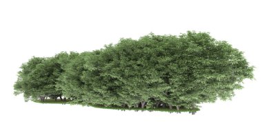 Realistic forest isolated on white background. 3d rendering - illustration