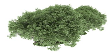 Realistic forest isolated on white background. 3d rendering - illustration