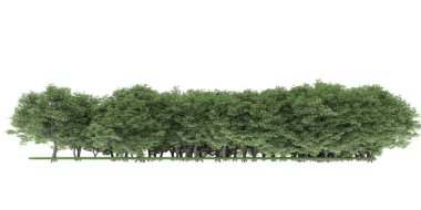 Realistic forest isolated on white background. 3d rendering - illustration