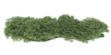 Realistic forest isolated on white background. 3d rendering - illustration