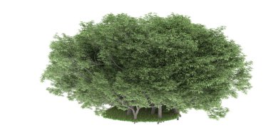 Realistic forest isolated on white background. 3d rendering - illustration