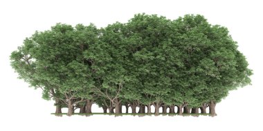 Realistic forest isolated on white background. 3d rendering - illustration