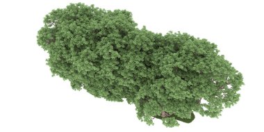 Realistic forest isolated on white background. 3d rendering - illustration