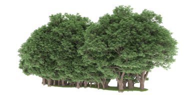 Realistic forest isolated on white background. 3d rendering - illustration