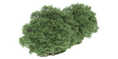 Realistic forest isolated on white background. 3d rendering - illustration