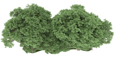 Realistic forest isolated on white background. 3d rendering - illustration