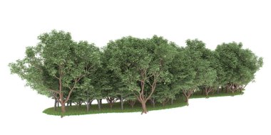 Realistic forest isolated on white background. 3d rendering - illustration