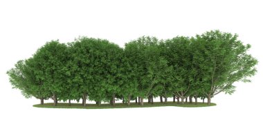 Realistic forest isolated on white background. 3d rendering - illustration