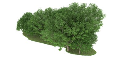 Realistic forest isolated on white background. 3d rendering - illustration