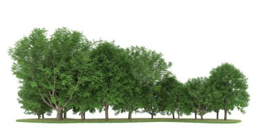Realistic forest isolated on white background. 3d rendering - illustration