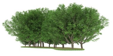 Realistic forest isolated on white background. 3d rendering - illustration
