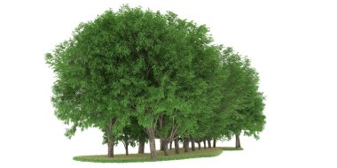 Realistic forest isolated on white background. 3d rendering - illustration