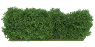 Realistic forest isolated on white background. 3d rendering - illustration