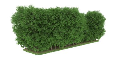 Realistic forest isolated on white background. 3d rendering - illustration