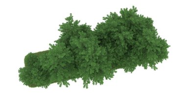 Realistic forest isolated on white background. 3d rendering - illustration