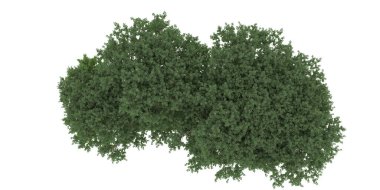 Realistic forest isolated on white background. 3d rendering - illustration