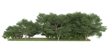 Realistic forest isolated on white background. 3d rendering - illustration