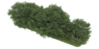 Realistic forest isolated on white background. 3d rendering - illustration