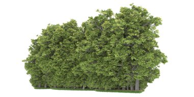 Realistic forest isolated on white background. 3d rendering - illustration