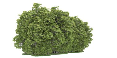Realistic forest isolated on white background. 3d rendering - illustration