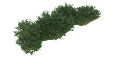 Realistic forest isolated on white background. 3d rendering - illustration