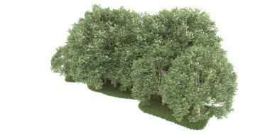Realistic forest isolated on white background. 3d rendering - illustration