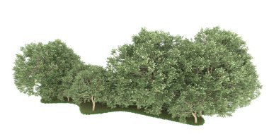Realistic forest isolated on white background. 3d rendering - illustration