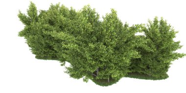 Realistic forest isolated on white background. 3d rendering - illustration