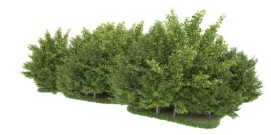 Realistic forest isolated on white background. 3d rendering - illustration