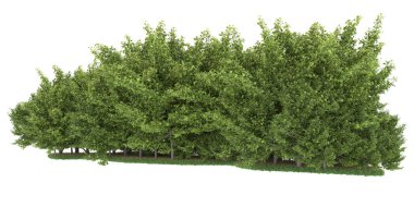 Realistic forest isolated on white background. 3d rendering - illustration