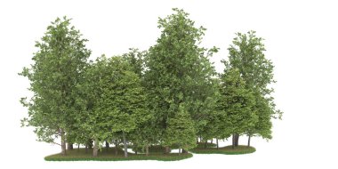 Realistic forest isolated on white background. 3d rendering - illustration