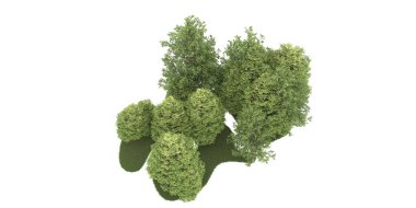 Realistic forest isolated on white background. 3d rendering - illustration