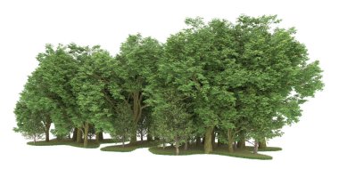 Realistic forest isolated on white background. 3d rendering - illustration