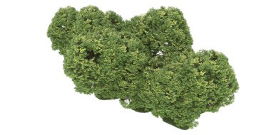 Realistic forest isolated on white background. 3d rendering - illustration